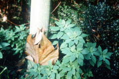 001_ChineseParasol_Tree-Trunk-with-Flash_Original-photo