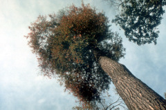 003_Sassafras_Canopy-shot_Original-photo-d