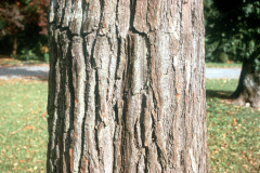 003_Sassafras_Close-up-of-bark_Original-photo-b