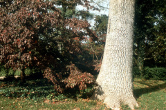 004_Green-Ash-White-Ash-actually_Entire-Tree_-Original-Photo-1