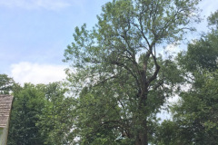 004_Green-Ash-White-Ash-actually_Entire-Tree_-Updated-Photo-2019-1