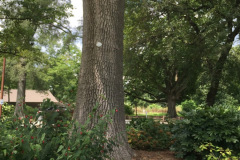 004_Green-Ash_Trunk_Updated-photo-2019