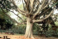 006-Swamp-Chestnut-Oak