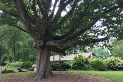 006_Swamp-Chestnut-Oak_Entire-Tree_Updated-photo