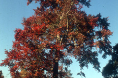 007_Black-Tupelo_Entire-Tree-in-Autumn_Original-Photo