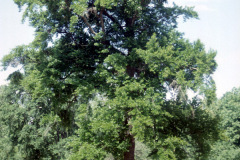 007_Black-Tupelo_Entire-Tree_Original-Photo.-jpg