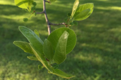 007_Black-Tupelo_Foliage_Updated-photo-2019