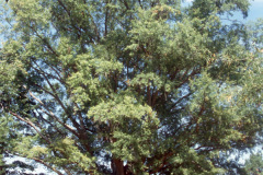 008_Willow-Oak_Entire-Tree_Original-Photo-1