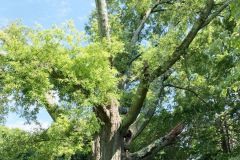 008_Willow-Oak_Entire-Tree_Updated-photo-2020