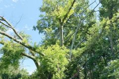 008_Willow-Oak_Entire-Tree_Updated-photo-20201