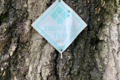 008_Willow-Oak_Treasure-Tree-Tag_Updated-photo-2020.jpg