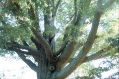 008_Willow-Oak_Tree-trunk-with-picnic-table_Original-Photo