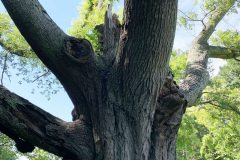 008_Willow-Oak_Trunk_Updated-photo-2020