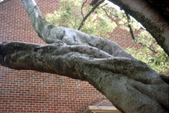 009_Hackberry_Branches_Original-photo