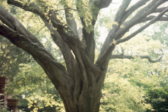 009_Hackberry_Entire-tree_Original-photo