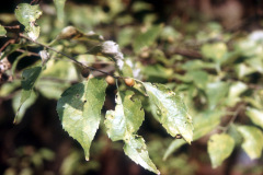 009_Hackberry_Leaves-and-berries_Orginal-photo