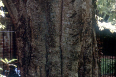 009_Hackberry_Trunk_Original-photo