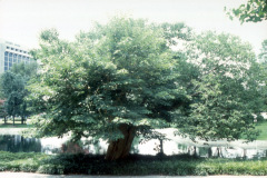 010_Paper-Mulberry_Entire-Tree-with-leaves_Original-photo