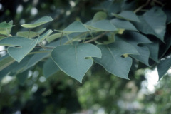 010_Paper-Mulberry_Leaves__Orginal-photo