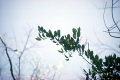 012_Black-Cherry_Leaves-against-sky_Orginal-photo