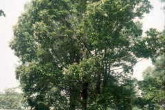 014_Chinese-Chestnut_Entire-tree_Orginal-photo