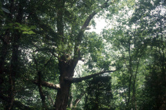 017_Overcup-Oak_Entire-Tree_Orginal-photo