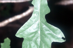 017_Overcup-Oak_Leaves_Orginal-photo