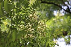 018_Japanese-Pagoda-Scholar-Tree_Flowers_Updated-photo-2020.jpg