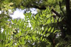 018_Japanese-Pagoda-Scholar-Tree_Foliage_Updated-photo-2020.jpg-copy-2