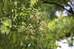 019_Japanese-Pagoda-Scholar-Tree_Flowers_Orginal-photo.jpg-1-copy