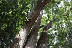 019_Japanese-Pagoda-Scholar-Tree_Trunk-and-Canopy_Orginal-photo.jpg