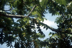 022-Black-Walnut_Leaves-and-Walnuts_Orginal-photo