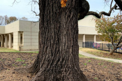 022_Black-Walnut_Trunk-detail_Updated-photo-2019