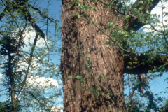 022_Black-Walnut_Trunk-with-branches__Orginal-photo