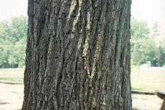 022_Black-Walnut_Trunk_Orginal-photo