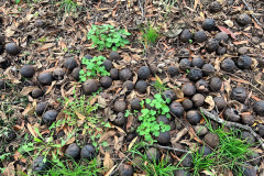 022_Black-Walnut_Walnuts_Updated-photo-2019