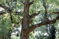 022_Black-Walnut__Trunk-with-picnic-benches_-Orginal-photo