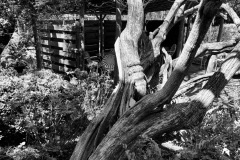 024_Chaste-Tree_Trunk_Updated-photo-2020-copy