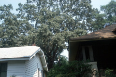 025_Southern-Red-Oak_Entire-Tree-behind-home_Original-Photo