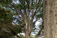 027_Willow-Oak_Canopy_Updated-photo-2019