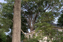 027_Willow-Oak_Entire-Tree_087_Laurel-Oak_Canopy_Updated-photo-2019