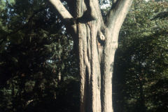 027_Willow-Oak_Entire-Tree_Original-Photo