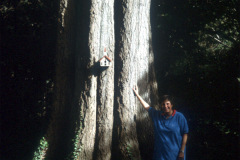 027_Willow-Oak_Trunk-with-adjacent-man_Original-Photo