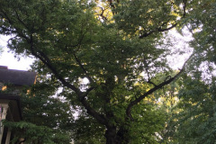 028_European-Sweet-Chestnut-_Entire-tree_Updated-photo-2018