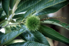 028_European-Sweet-Chestnut_Chestnut-close-up_Original-Photo