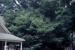 028_European-Sweet-Chestnut_Full-Tree_Original-Photo