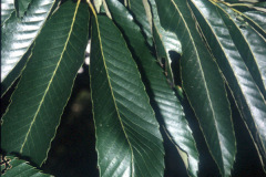 028_European-Sweet-Chestnut_Leaves_Original-Photo