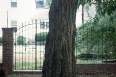 028_European-Sweet-Chestnut_Trunk_Original-Photo