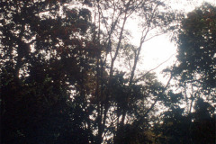 029_Mimosa_Full-tree_Original-Photo