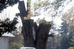 031_Willow-Oak-4_Remaining-trunk_Original-Photo